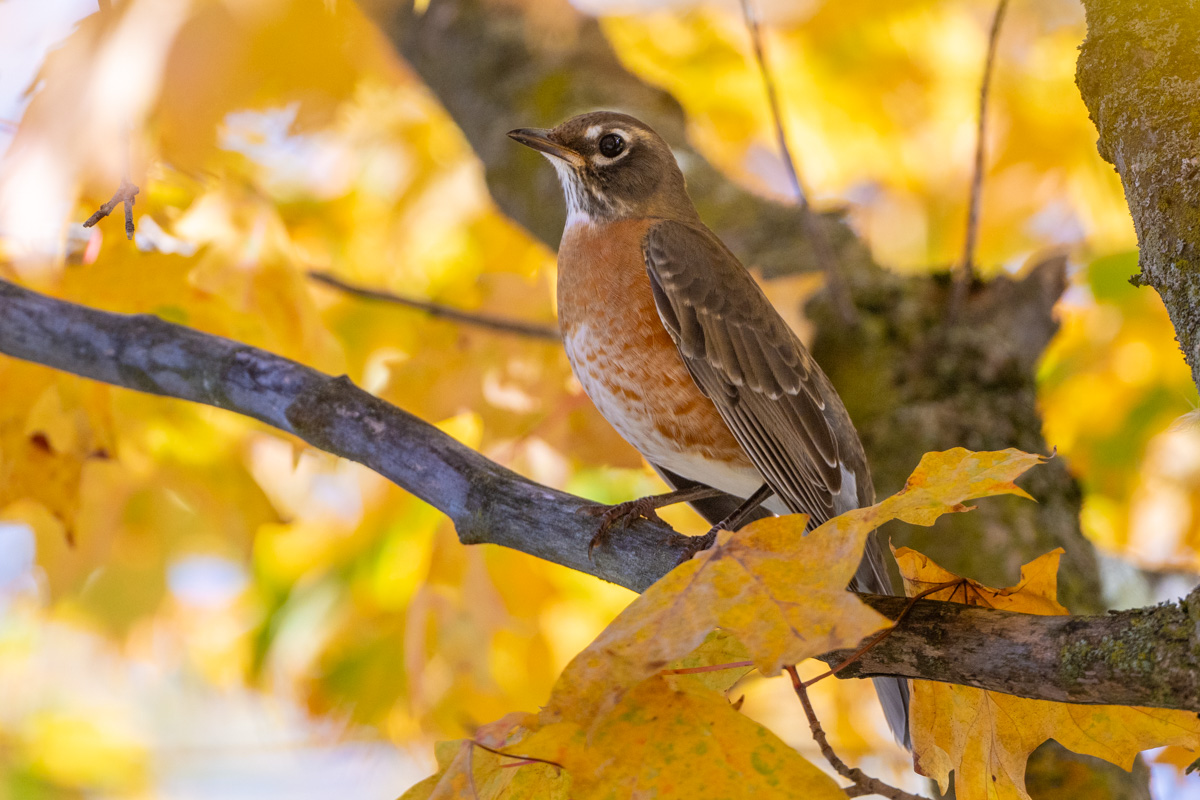 American Robin