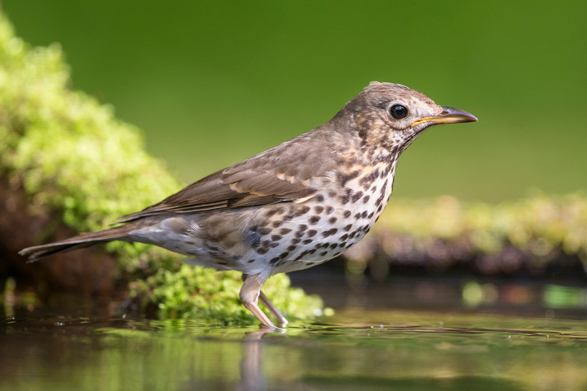 Song Thrush