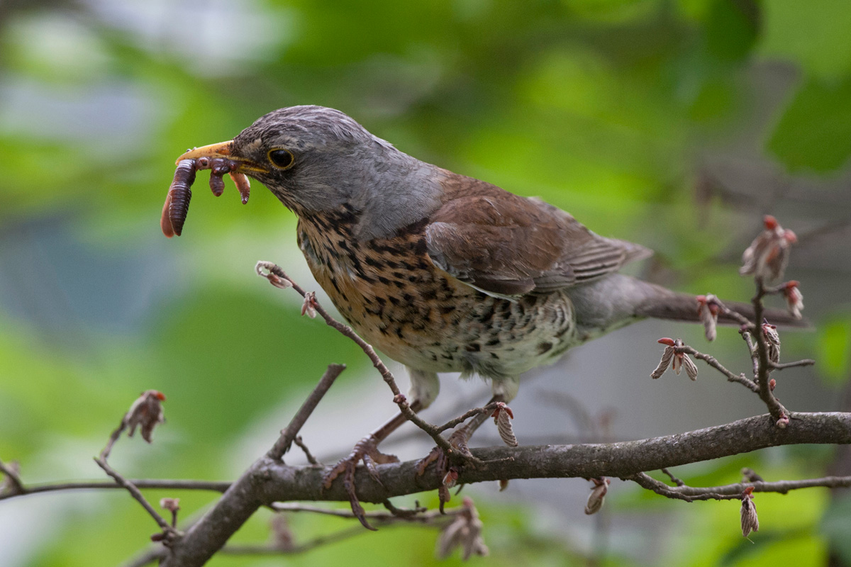 Fieldfare