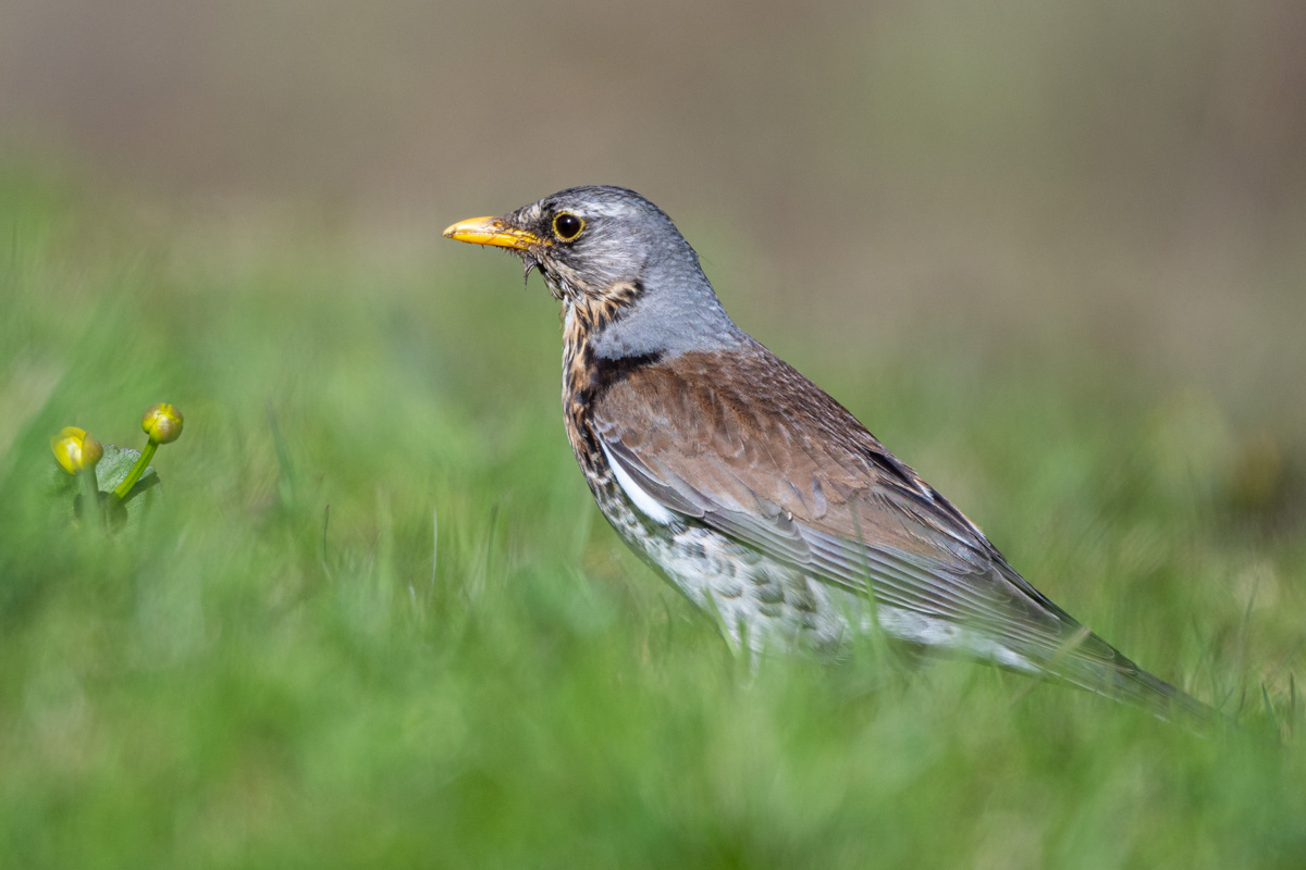 Fieldfare