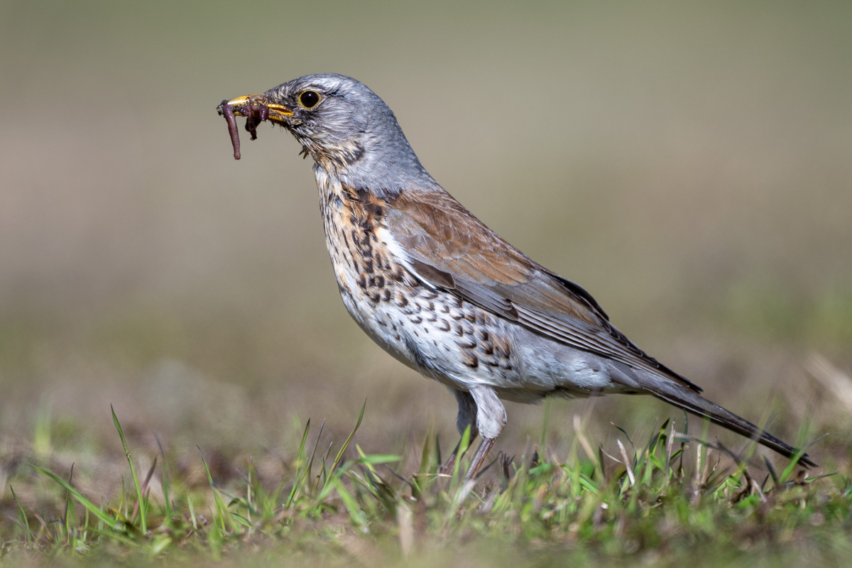 Fieldfare