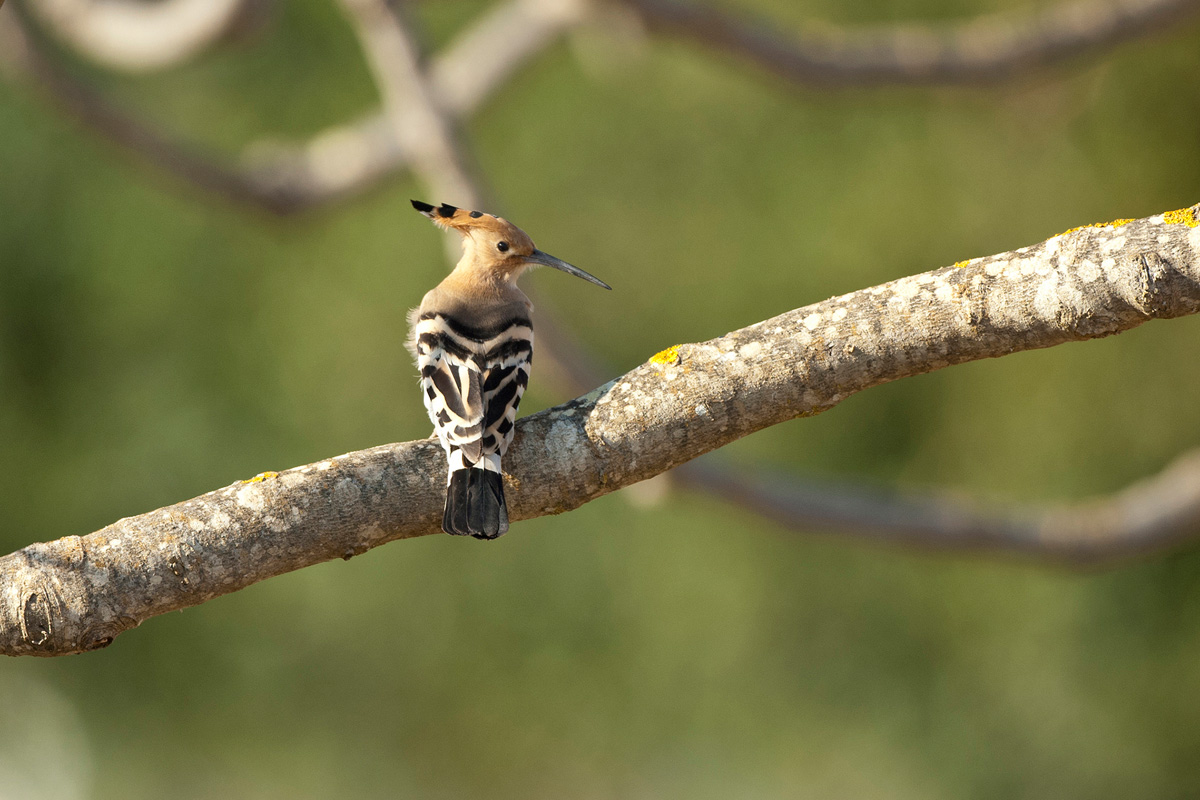 Eurasian Hoopoe