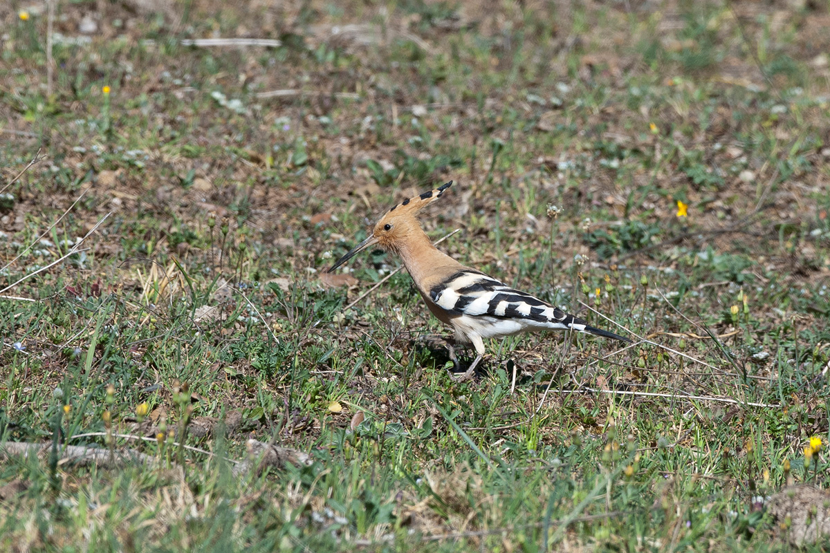 Eurasian Hoopoe