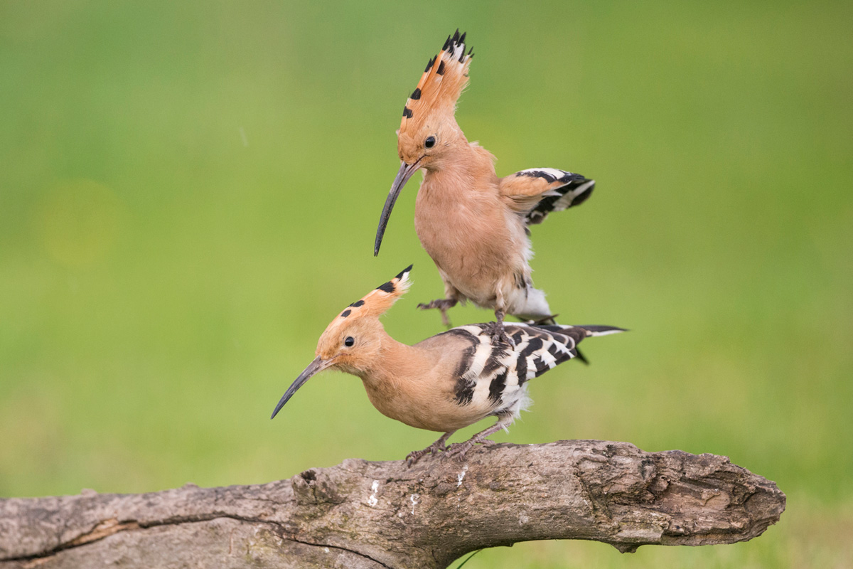 Eurasian Hoopoe