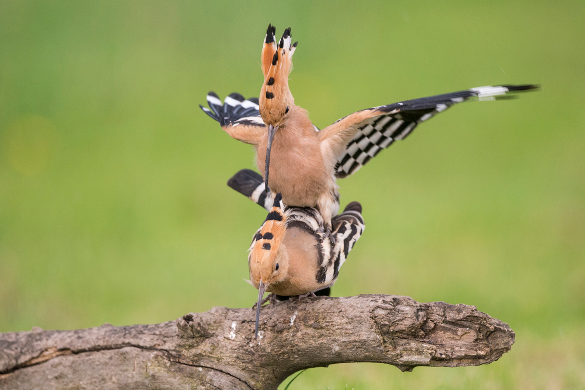 Eurasian Hoopoe