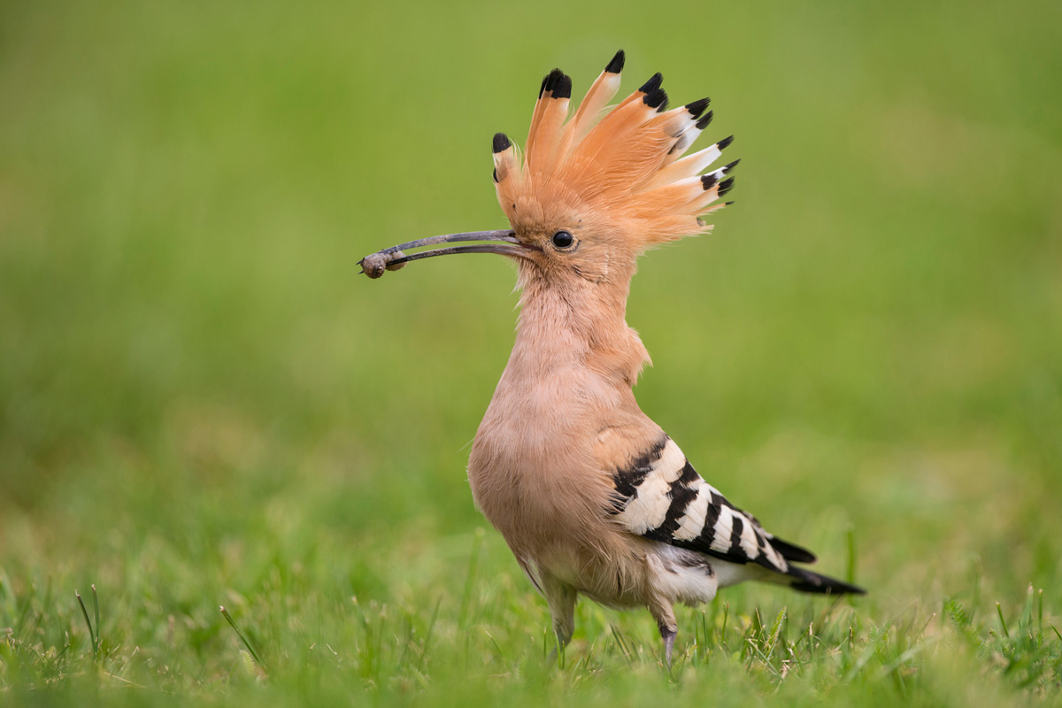 Eurasian Hoopoe