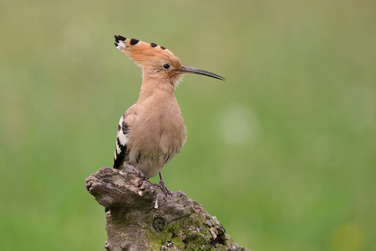 Eurasian Hoopoe