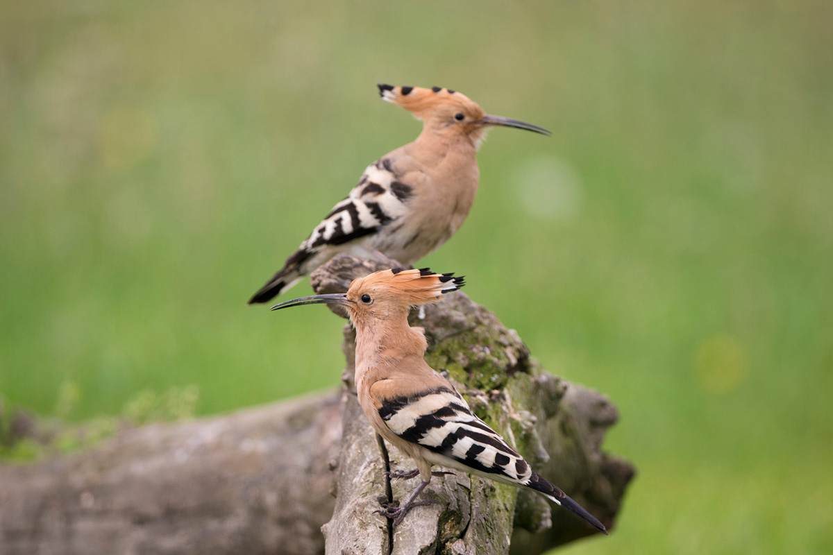 Eurasian Hoopoe