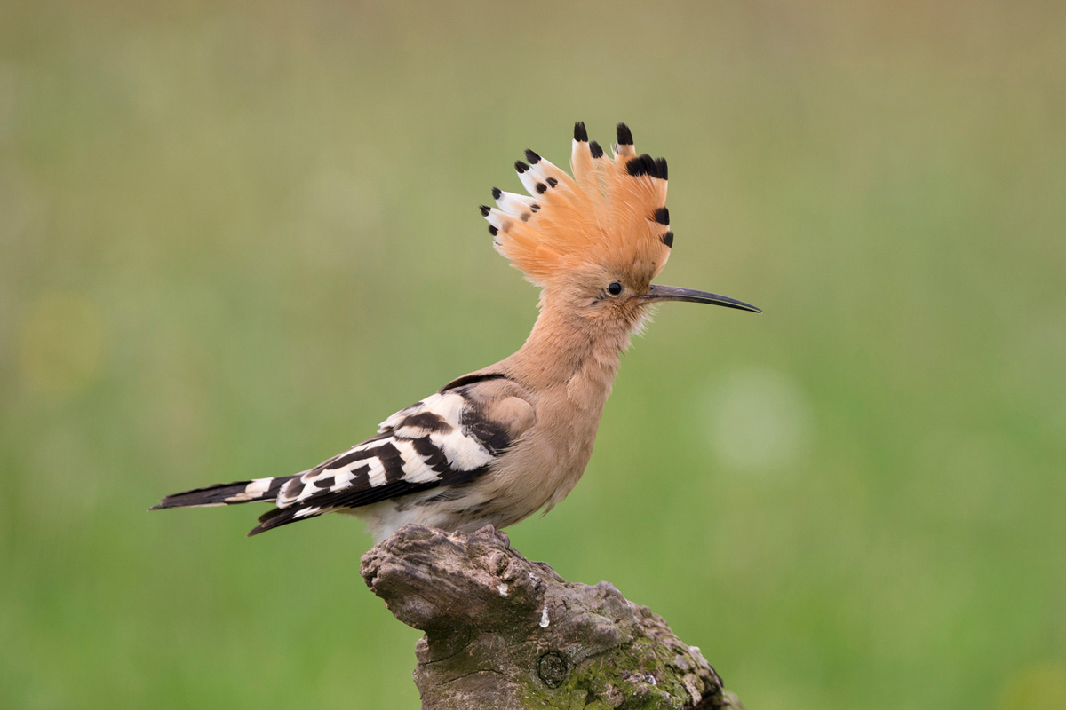 Eurasian Hoopoe