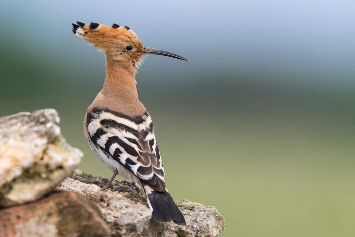 Eurasian Hoopoe