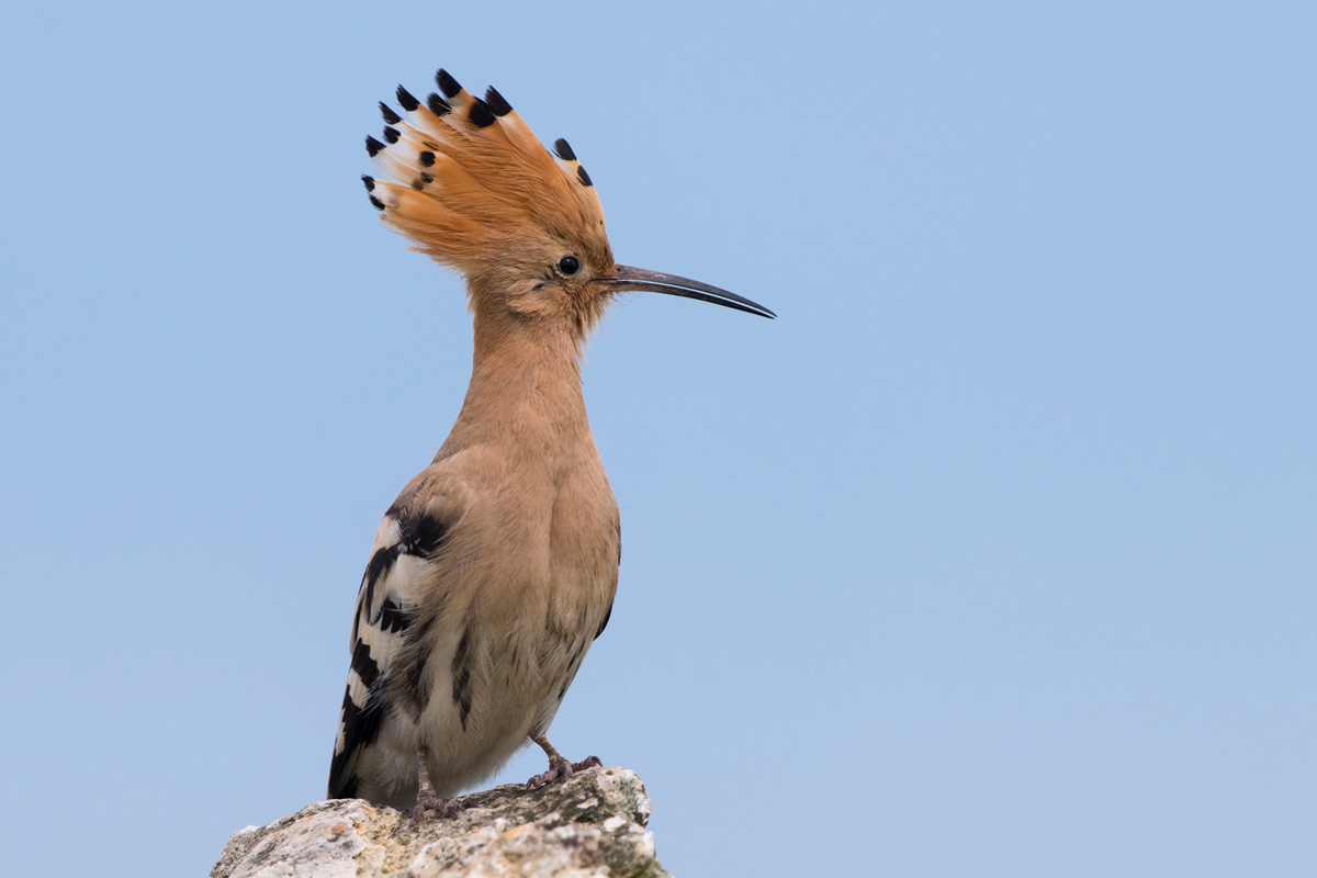 Eurasian Hoopoe