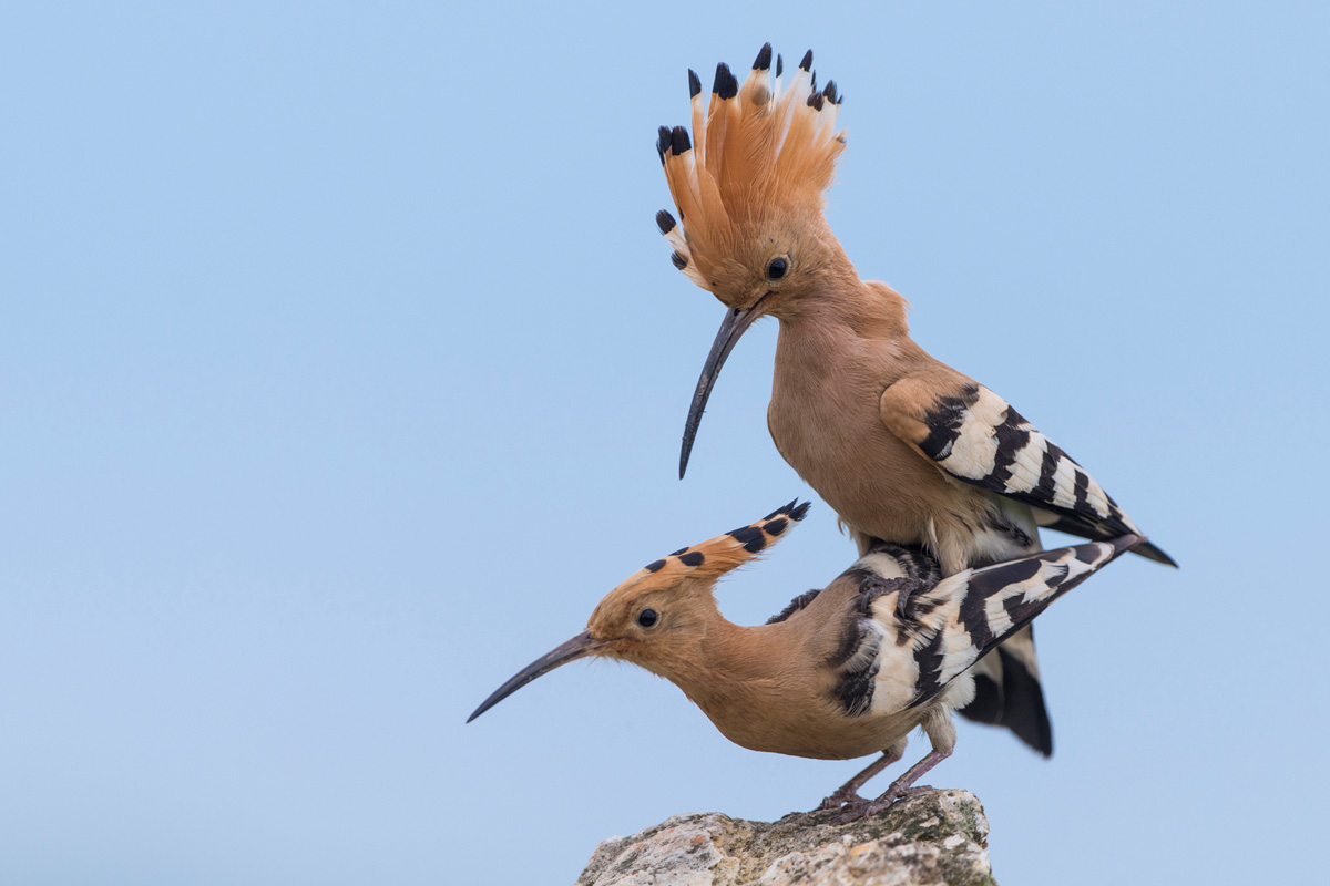 Eurasian Hoopoe