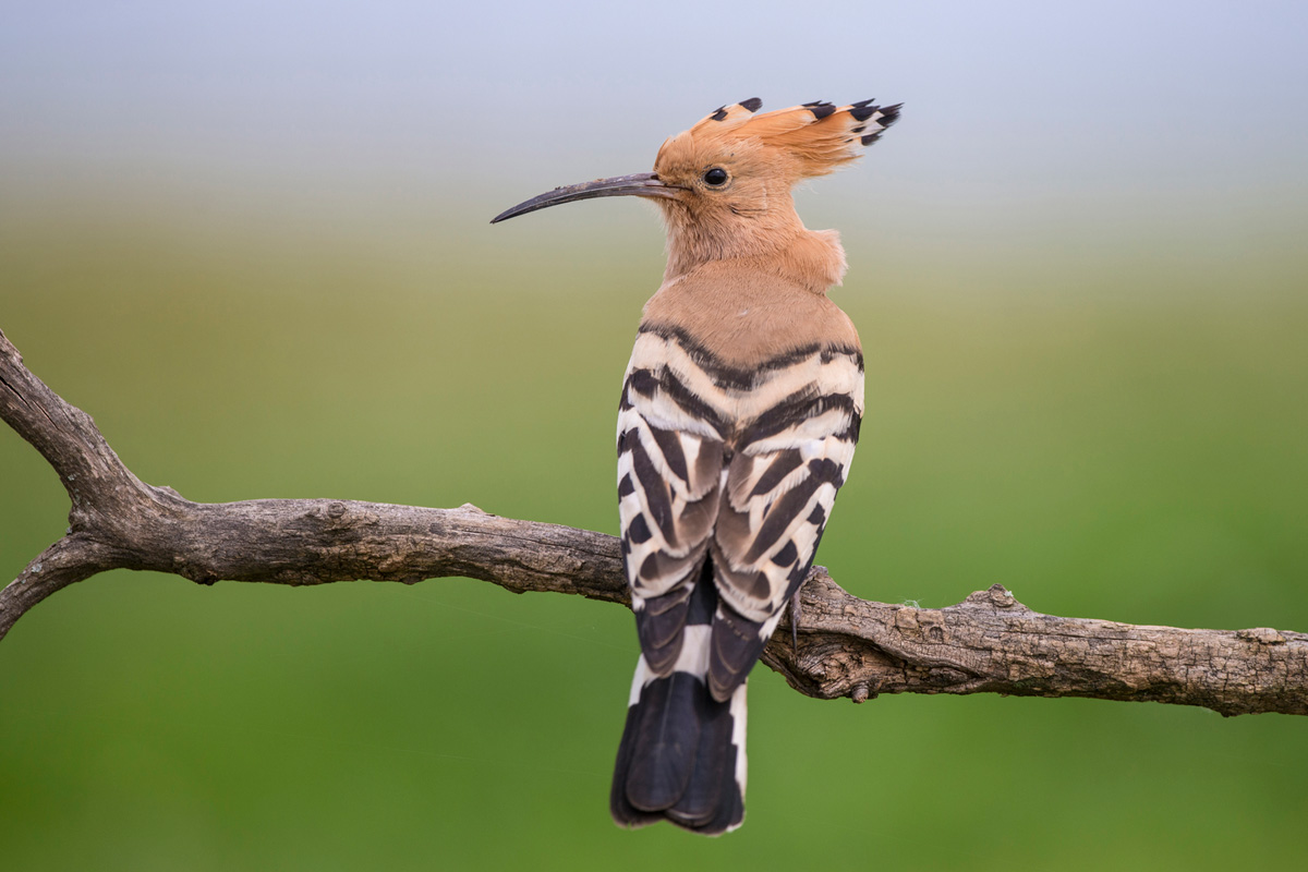 Eurasian Hoopoe