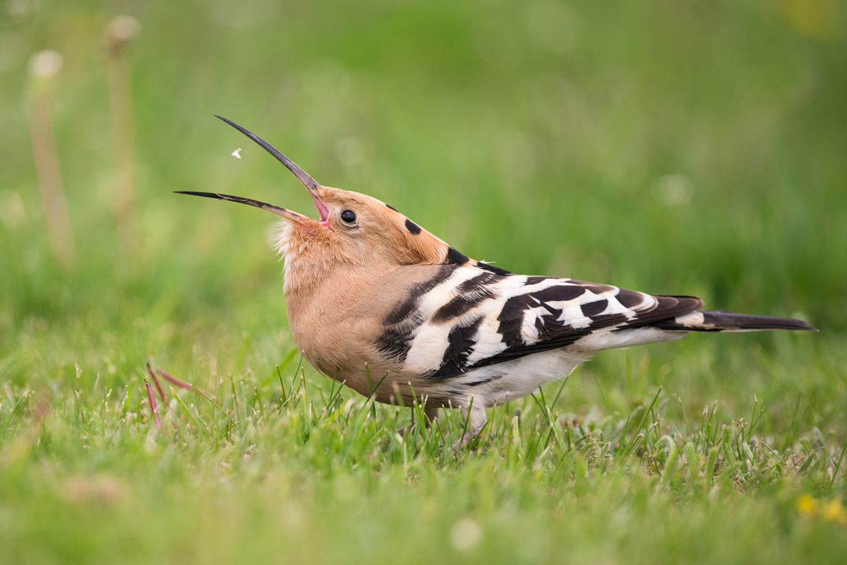 Eurasian Hoopoe