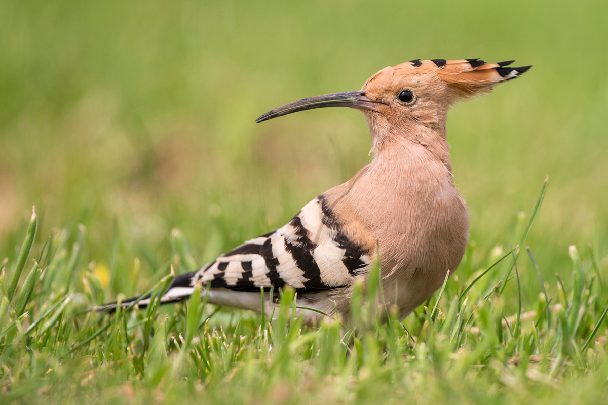 Eurasian Hoopoe