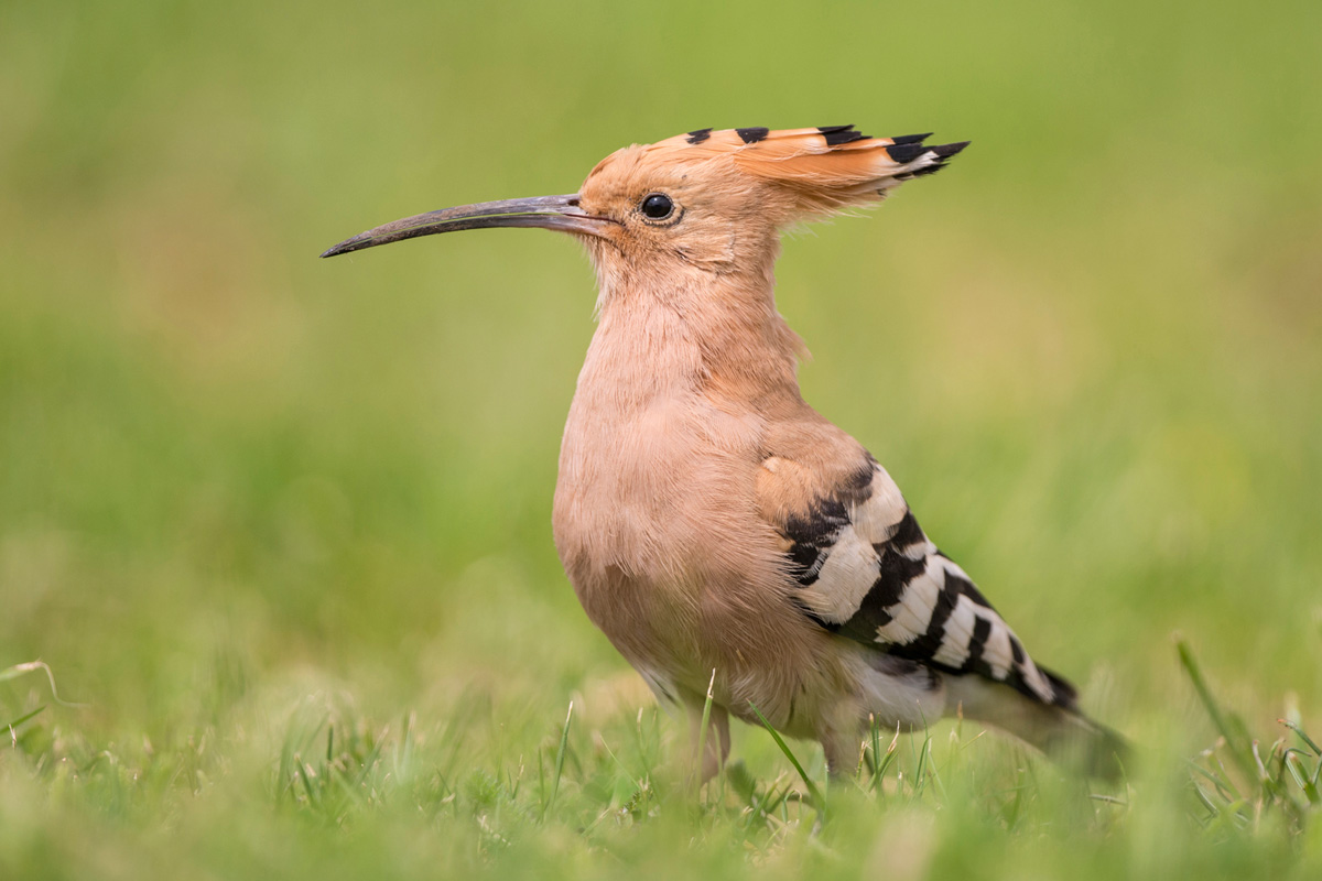 Eurasian Hoopoe