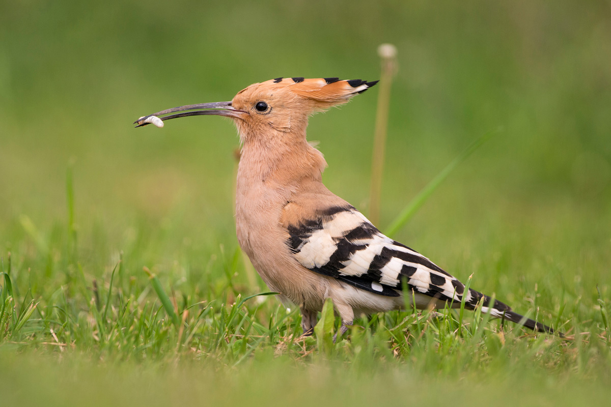 Eurasian Hoopoe