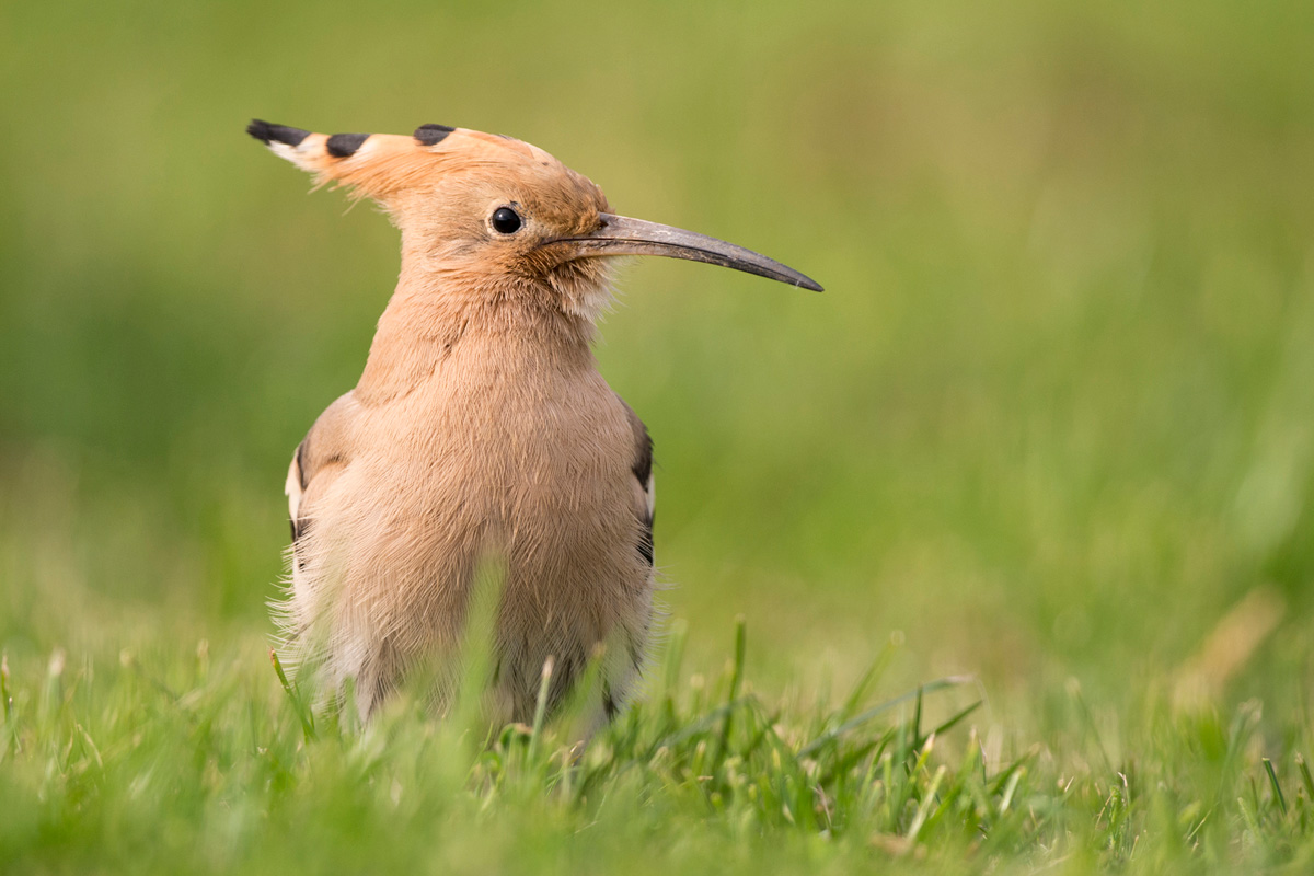 Eurasian Hoopoe