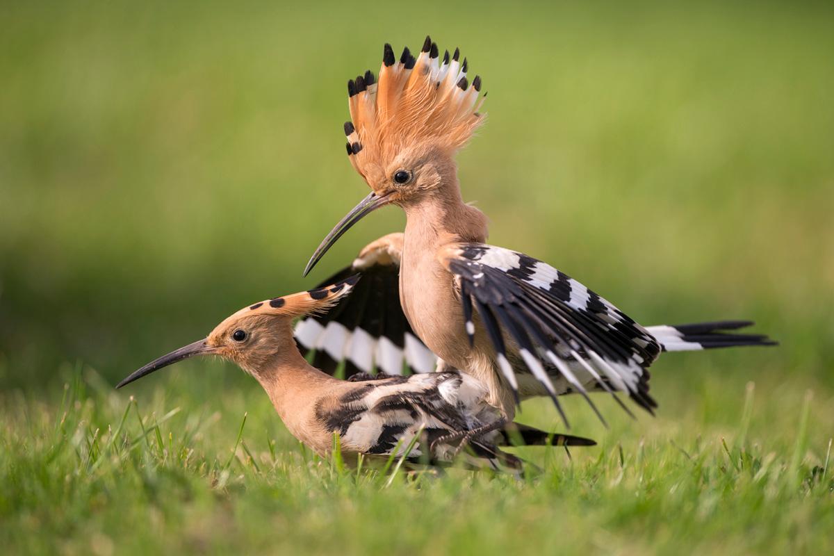 Eurasian Hoopoe