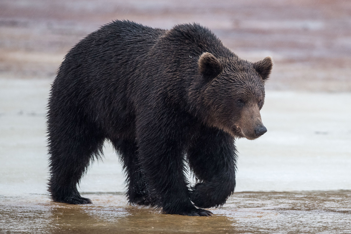 Brown Bear