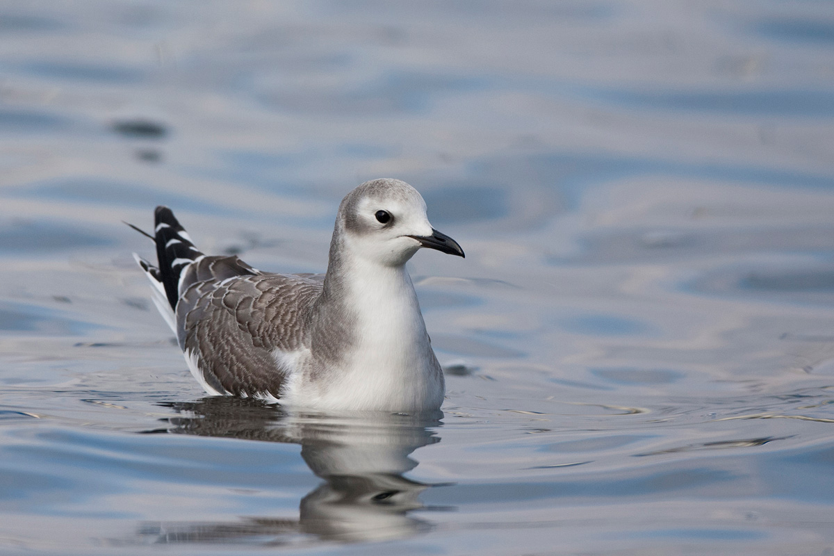 Sabine's Gull