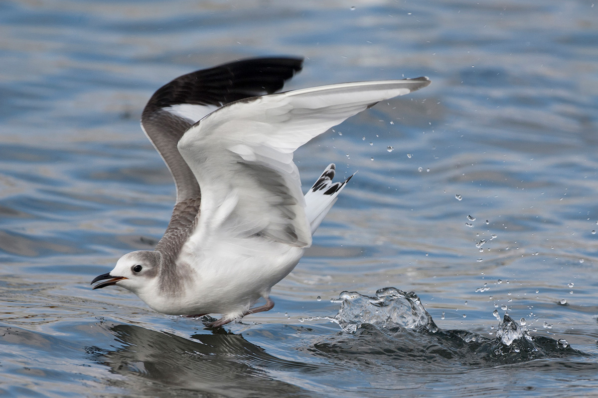 Sabine's Gull