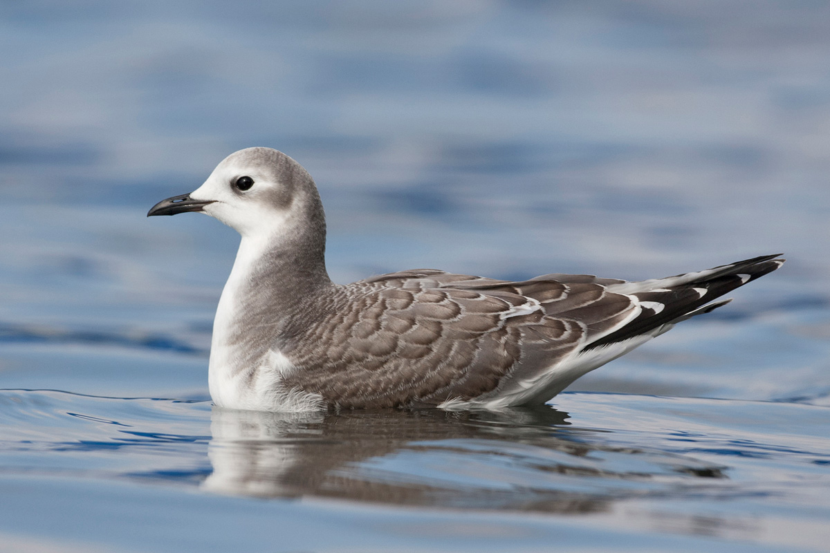 Sabine's Gull