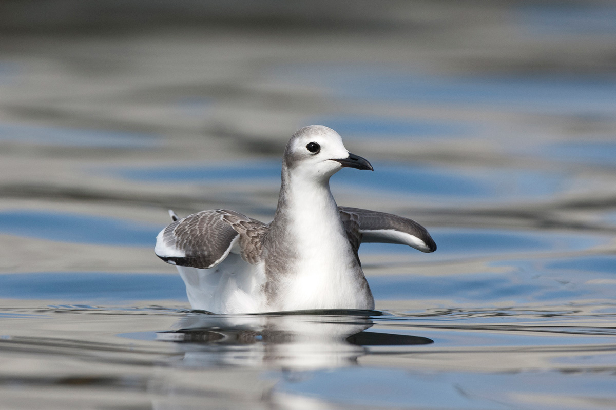 Sabine's Gull