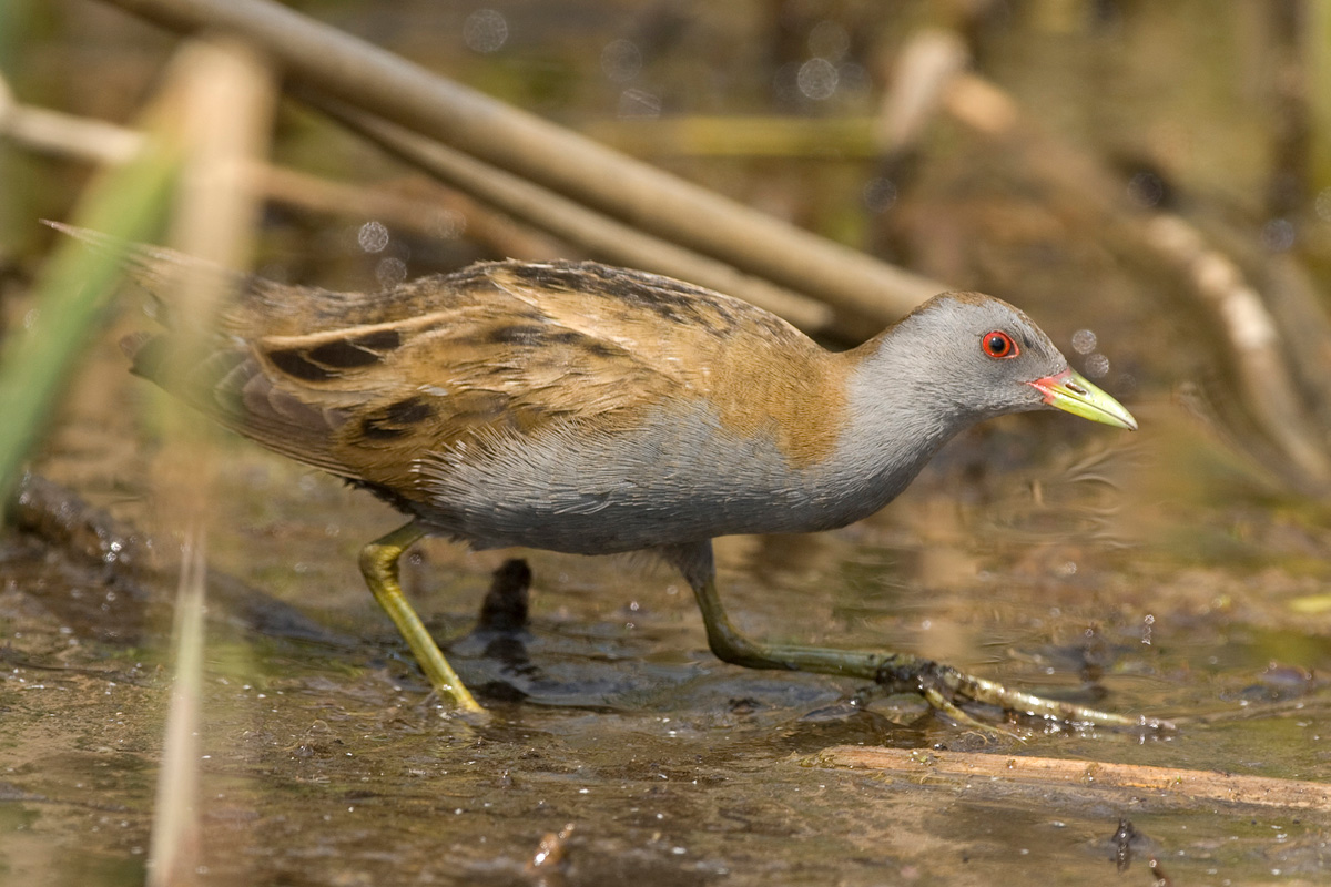 Little Crake