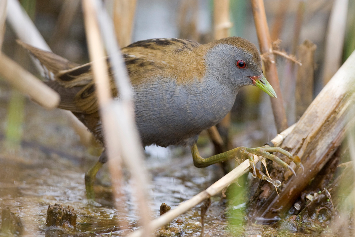 Little Crake