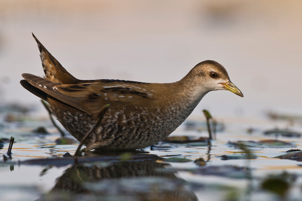 Little Crake