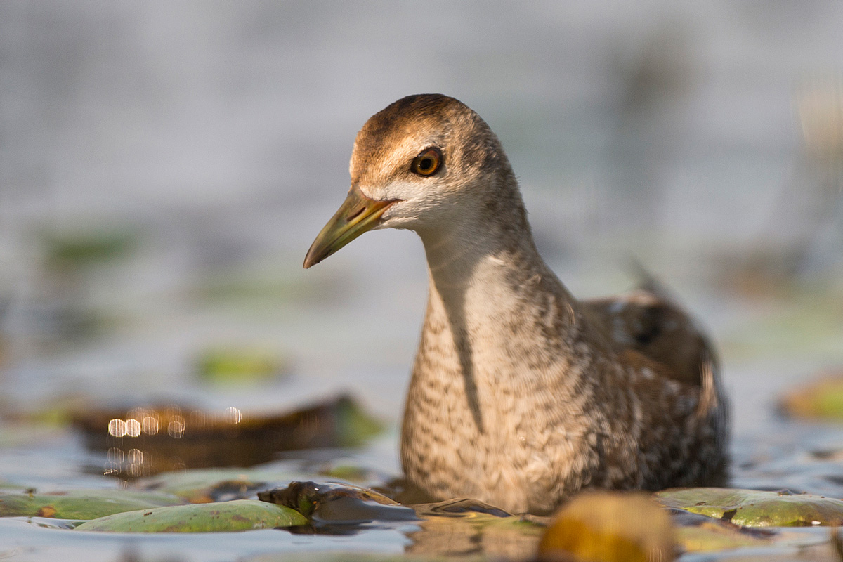 Little Crake