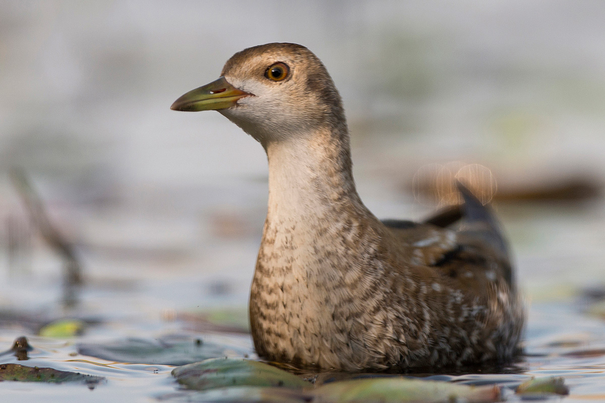 Little Crake