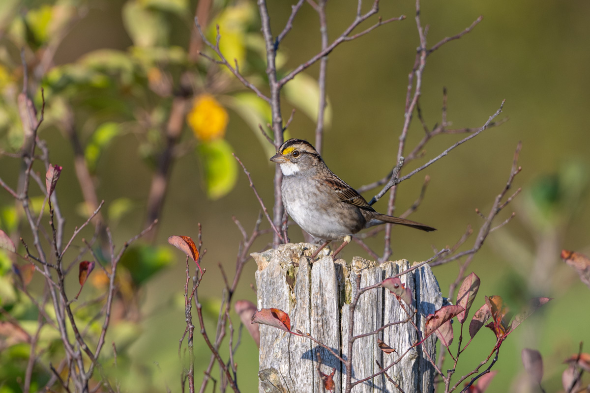 White-throated Sparrow