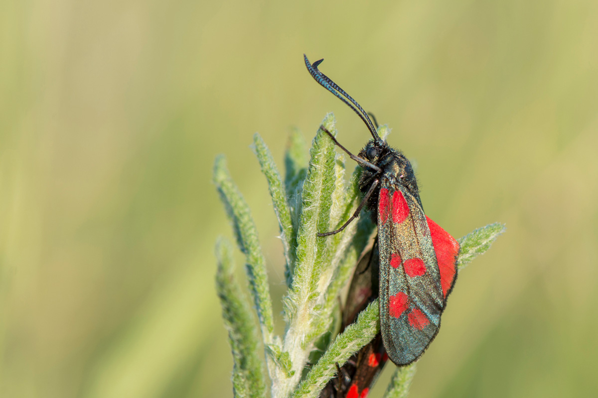 Six-spot Burnet