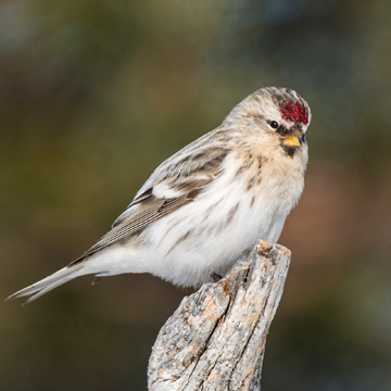 Redpoll