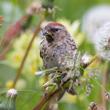 Redpoll