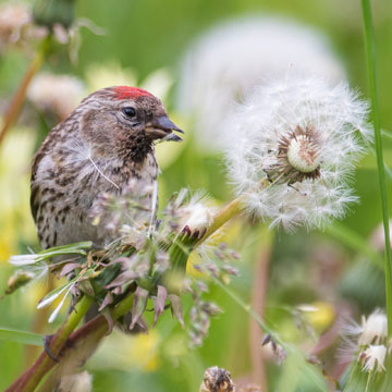 Redpoll