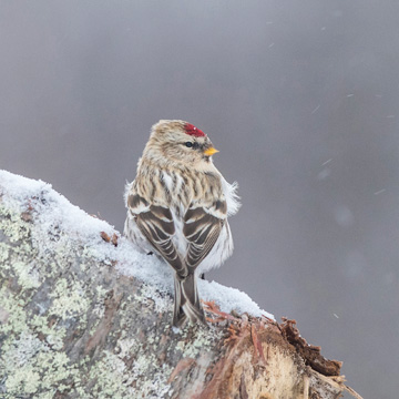 Redpoll