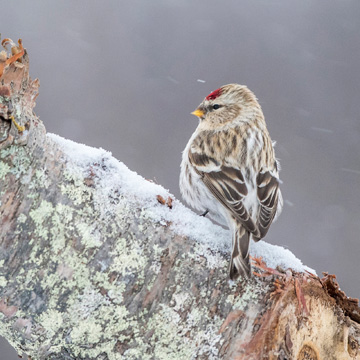 Redpoll