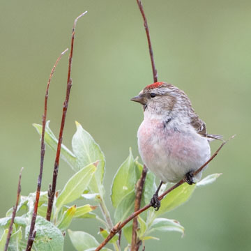 Redpoll