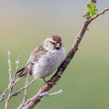 Redpoll