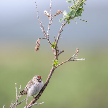 Redpoll