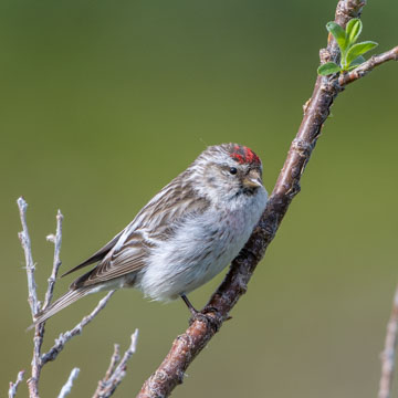 Redpoll