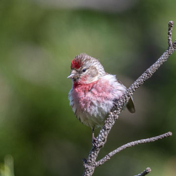 Redpoll