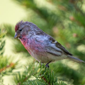 Redpoll