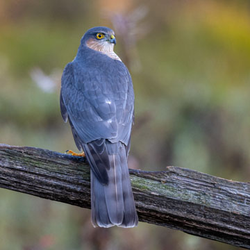 Eurasian Sparrowhawk