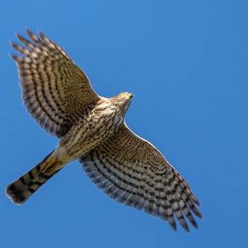 Sharp-shinned Hawk