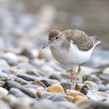 Spotted Sandpiper