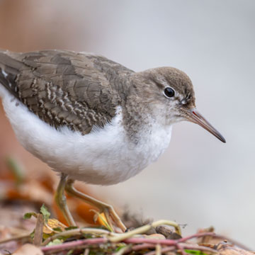 Spotted Sandpiper